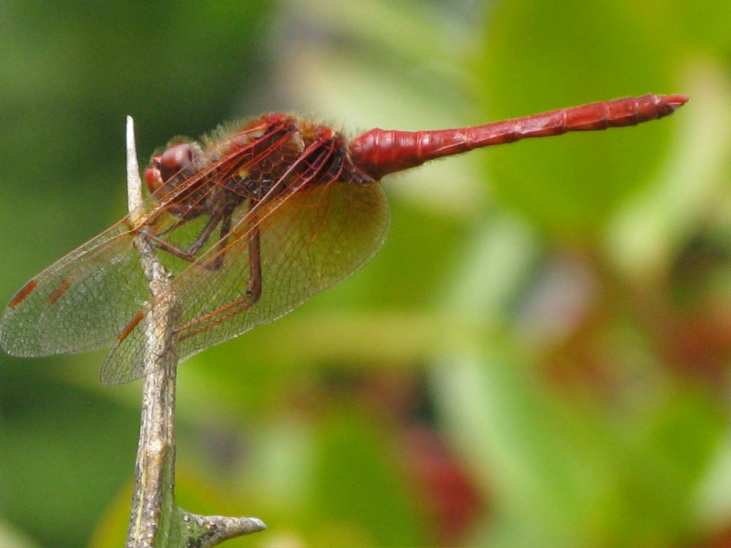 Figure 2. Cardinal meadowhawk dragonfly in what would have been a dragonfly petting zoo if Bebe wasn't so lacking in imagination.