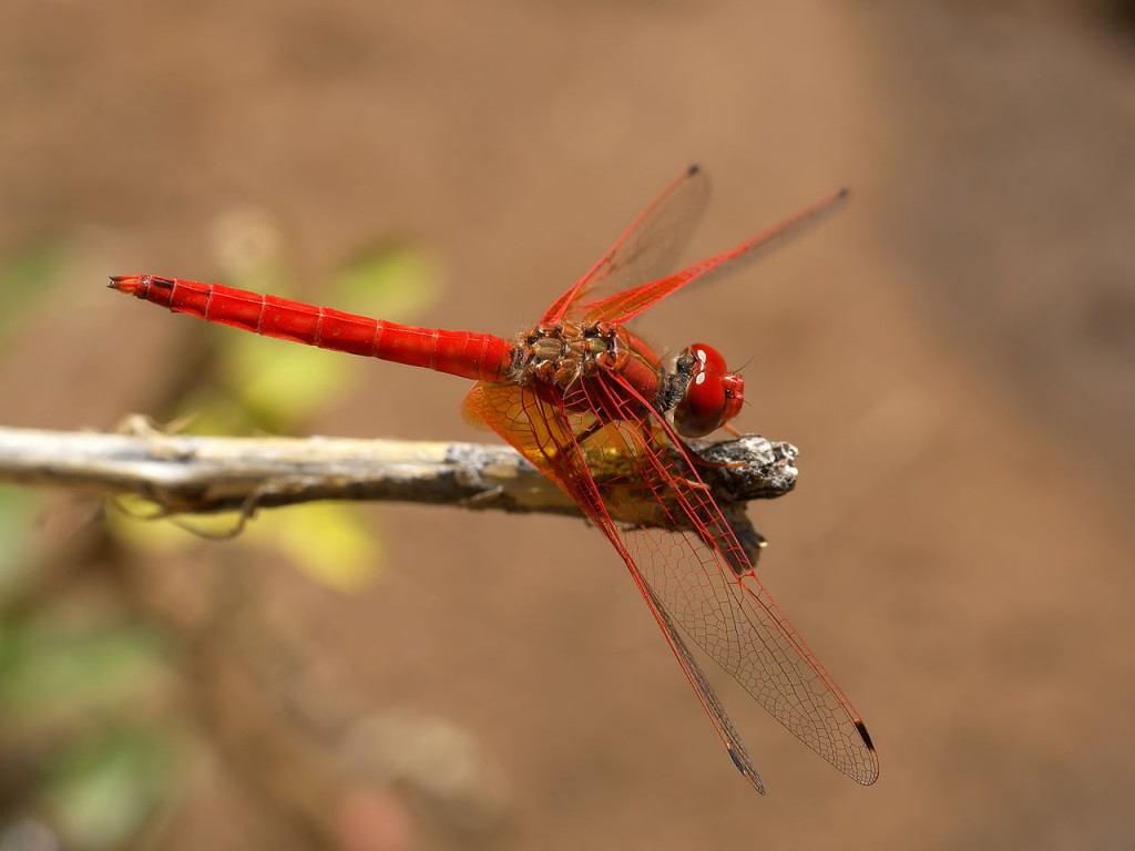 Figure 1.  Dragonfly considering migrating so it can be counted.*