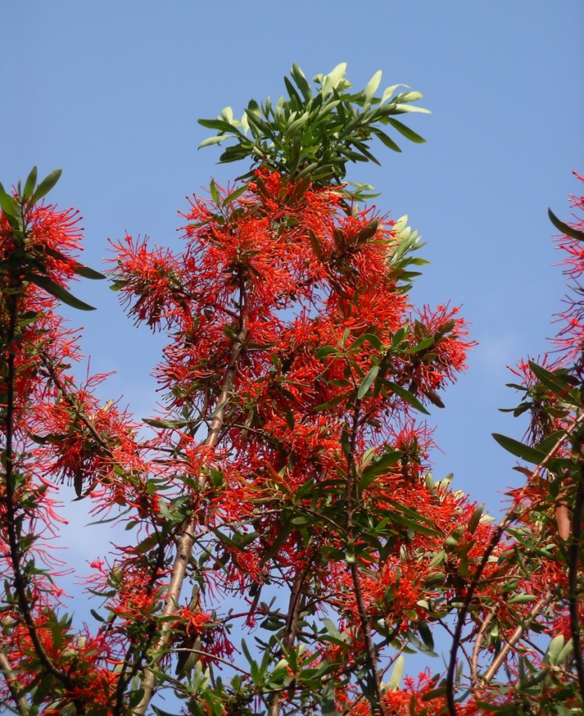 45 - Embothrium Chilean Flame Tree