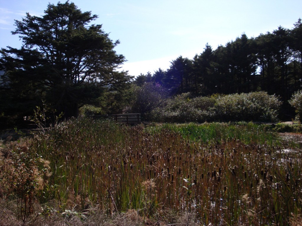 Figure 2. Dzunukwa’s new office suite viewed from center field of Rubbery Shrubbery Stadium.