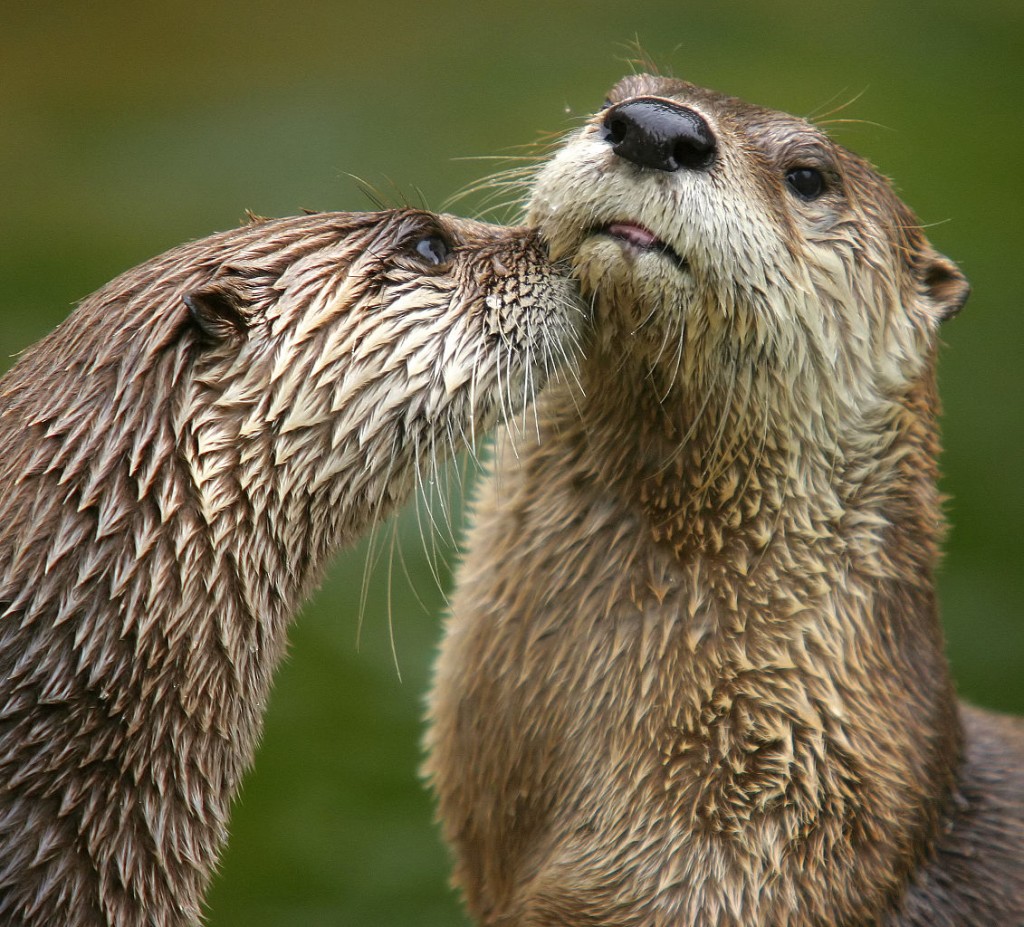 Figure 3. North American river otters, having a family squabble.**