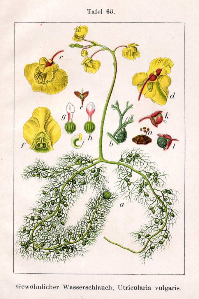 Figure 2. Bladderwort.**